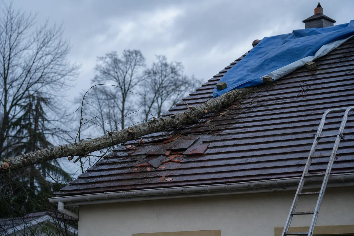 Branche tombée sur un pan de tuiles fendues après un coup de vent en boucle de Seine
