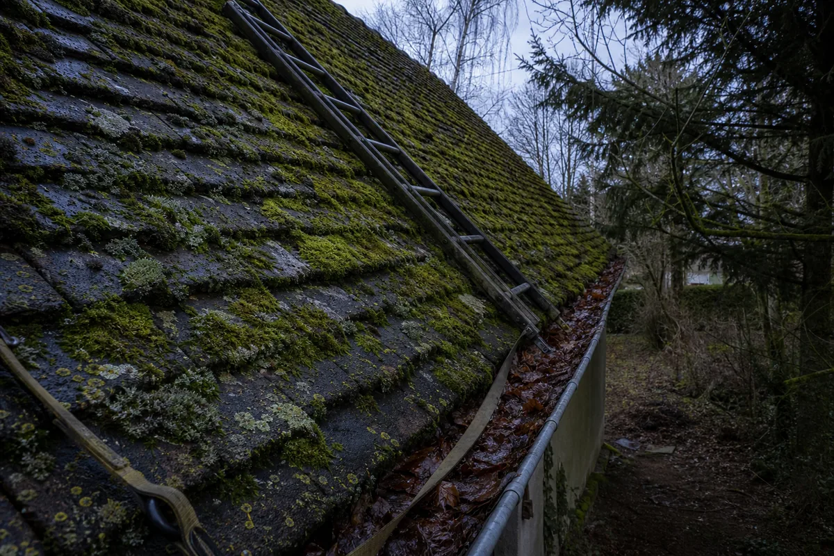 Mousse et lichens sur le versant nord ombragé d&rsquo;une toiture en tuile plate, gouttière en zinc encombrée de feuilles